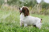 SPRINGER SPANIEL 085